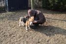 Beagle Deckakt in Bad Schwartau bei L&uuml;beck